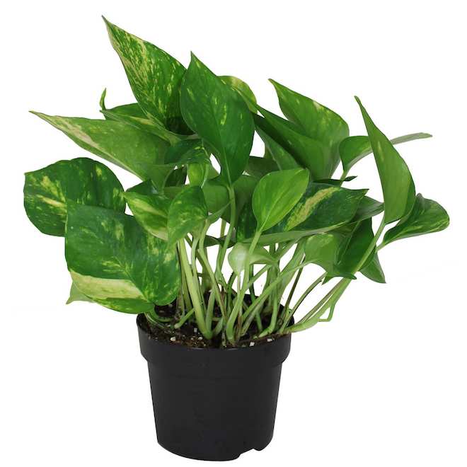 Plante d intérieur verte pothos en pot Foliera 5 po Lierre du diable