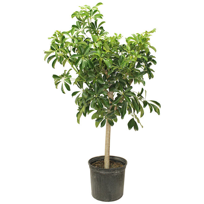 Plante D Int Rieur Verte Schefflera Arboricola En Pot Foliera Po