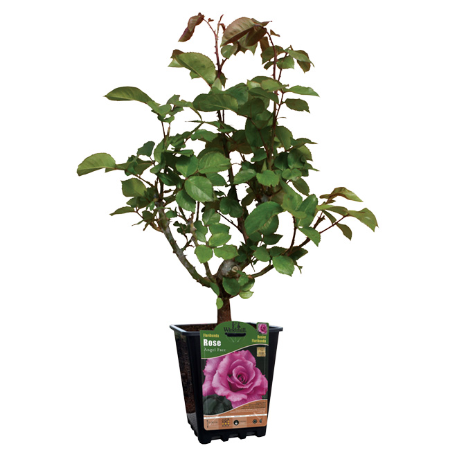 Tea Rose Bush - 1-gal. - Assorted Varieties