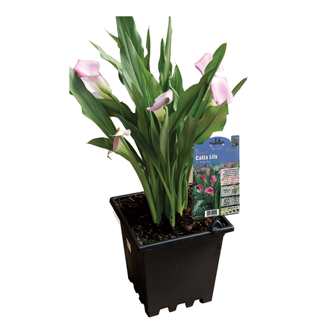 Assorted Callas Lily - 3-Gallon Container
