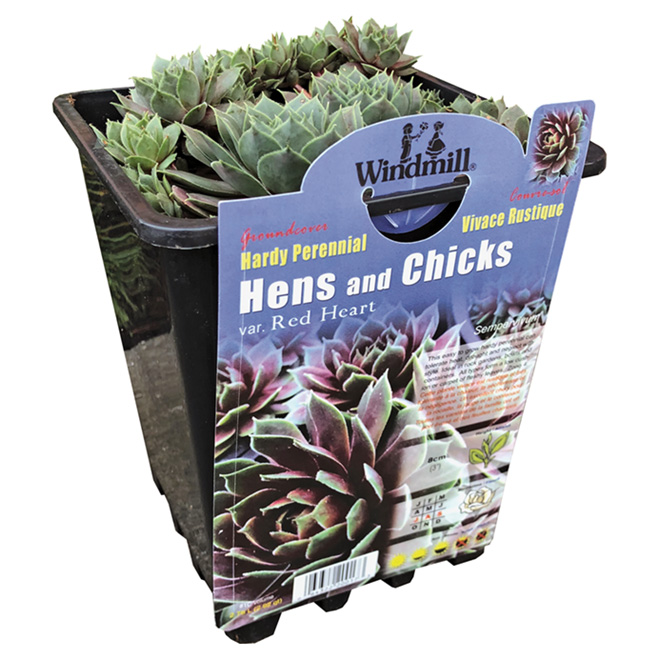 Assorted Sempervivum (Hens and Chicks) - 1-gal Container