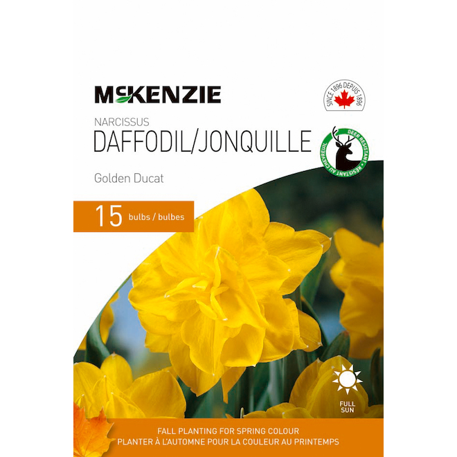 16 Daffodil Plant With Bulb