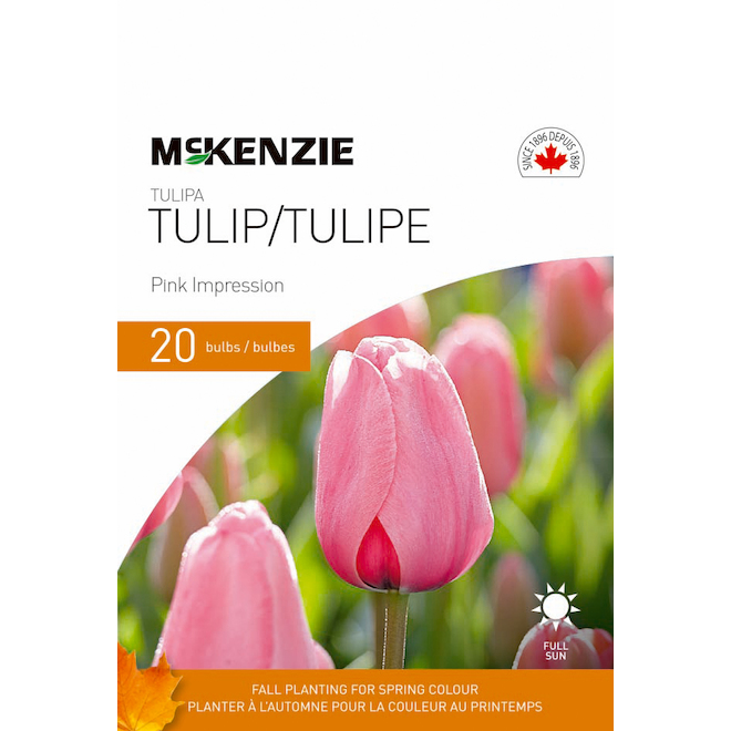 Bulbes de tulipes MCKENZIE Impression Rose, paquet de 20 141355 | Réno-Dépôt