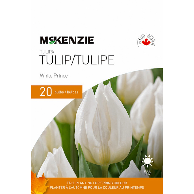 Bulbes de tulipe Prince Blanc de MCKENZIE, paquet de 20 141371 | Réno-Dépôt