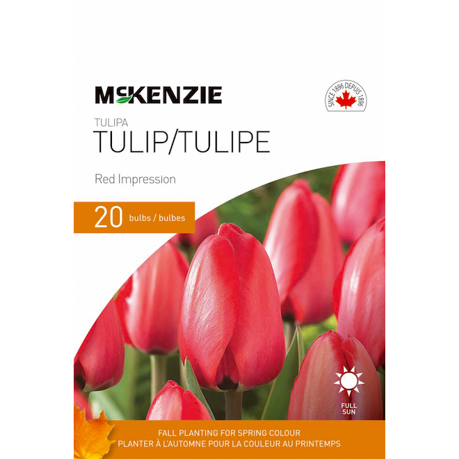 Bulbes de tulipes MCKENZIE rouge, paquet de 20 141376