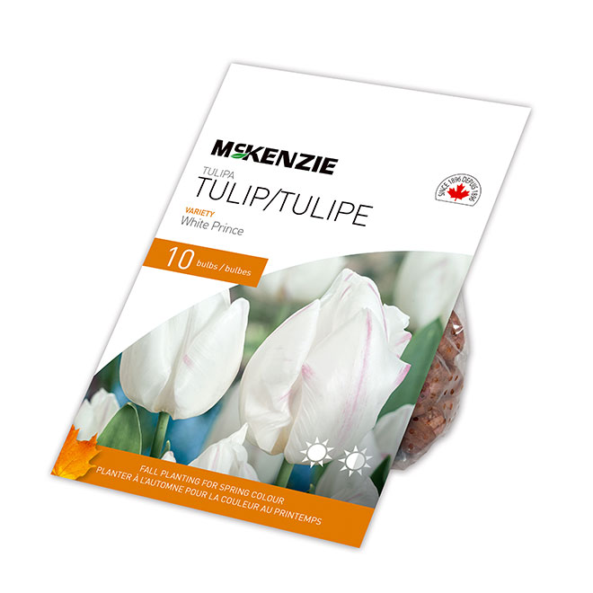 Bulbes de tulipe Blanc Prince de MCKENZIE 18 po, paquet de 10 141900 |  Réno-Dépôt