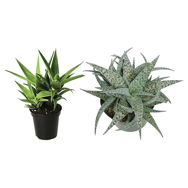 Ent Marsolais Entreprises Marsolais Assorted Aloes In 25 In Pots Alo25 Réno Dépôt 3605