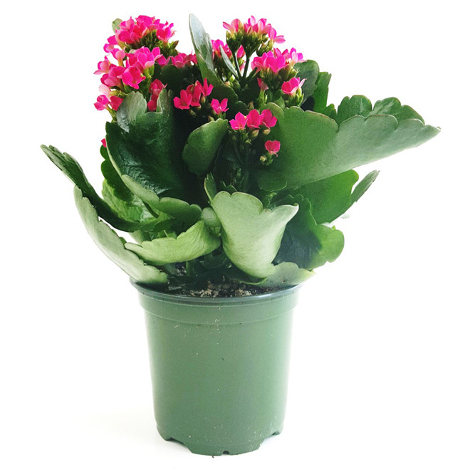 Kalanchoe in a 4-in Pot - Assorted Colours KAL4 | Réno-Dépôt