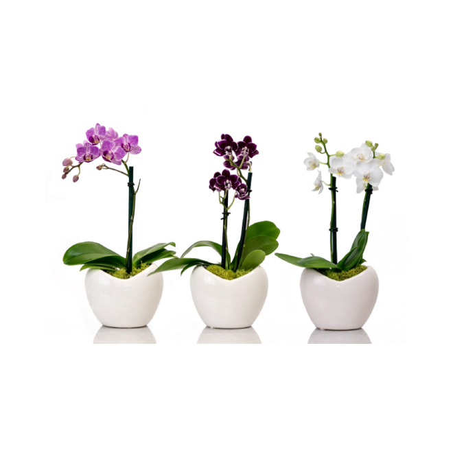 Orchidée Phalaenopsis mini assortie, Entreprises Marsolais, pot décoratif  en coeur, 2 po PHA2ESPCER | Réno-Dépôt
