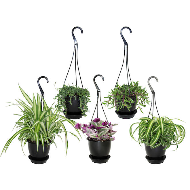 Foliera 5 In Pot Assorted Hanging Tropical Plants G5698 Réno Dépôt 1617