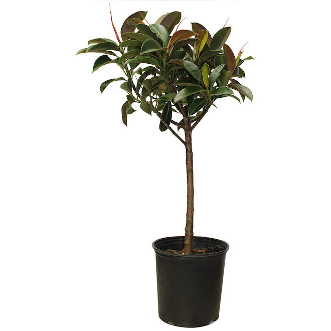 Foliera 10-in Potted Ficus Elastica Green Houseplant - Rubber Plant ...