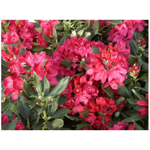 Rhododendron, 2 gallons, couleurs assorties