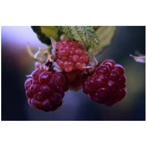 Raspberry Plant - Assorted