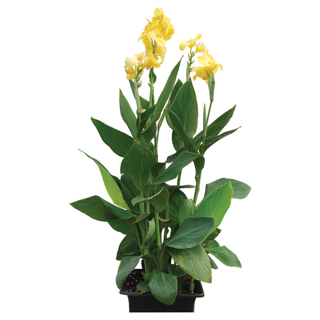 Assorted Canna Lily - 4-Gallon Pot