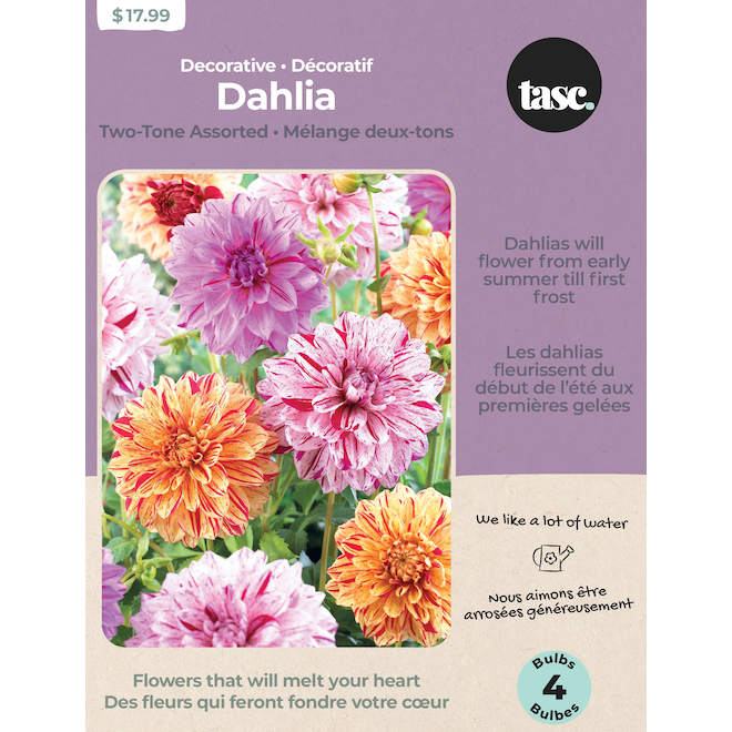 Tasc Dahlia Assortedtwo Tone Bulbs Dah0002 Réno Dépôt 2055