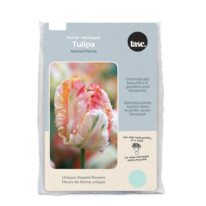 Bulbes de tulipes Apricot Parrot Tasc prêts à planter TUL7083