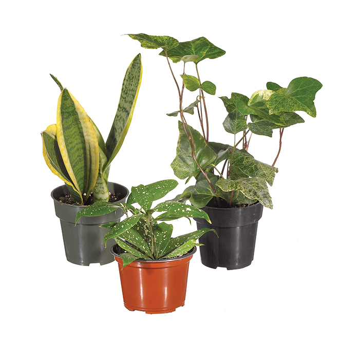 Marché Floral Assorted Tropical Indoor Plant in 4-in Pot