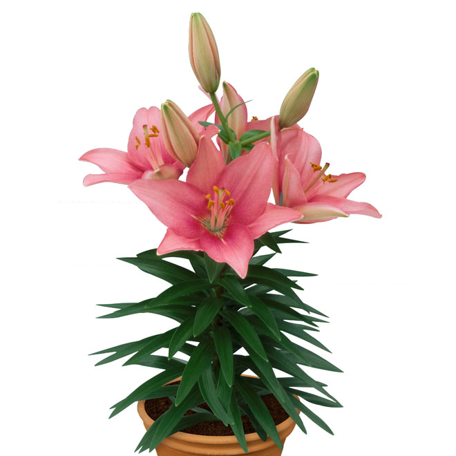 Oriental Lily - Assorted