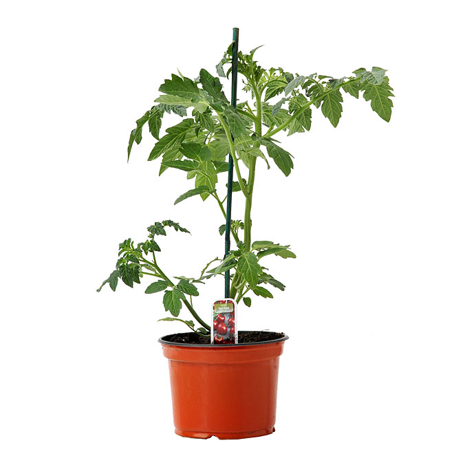 Plant de tomates assorti, pot de 17 cm