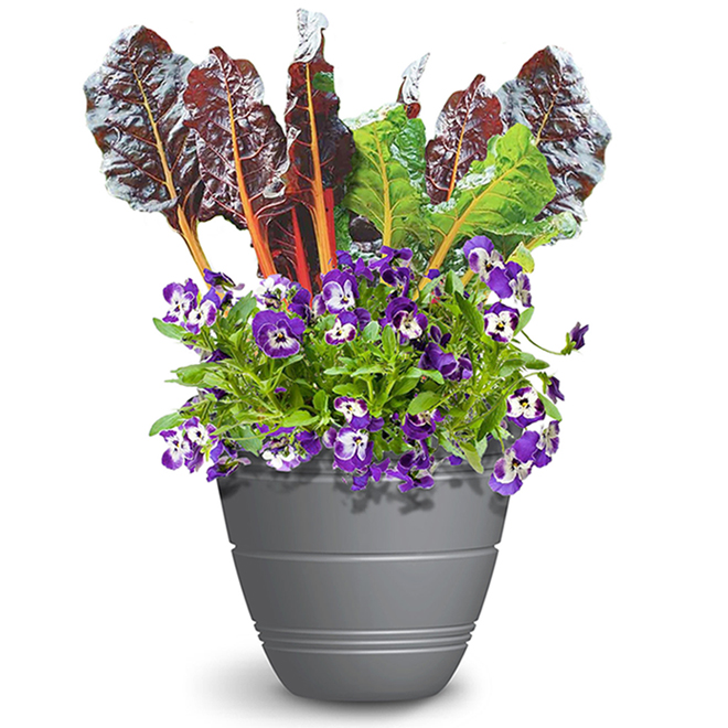 Plants de légumes et fleurs comestibles, pot de 10 po, couleurs assorties