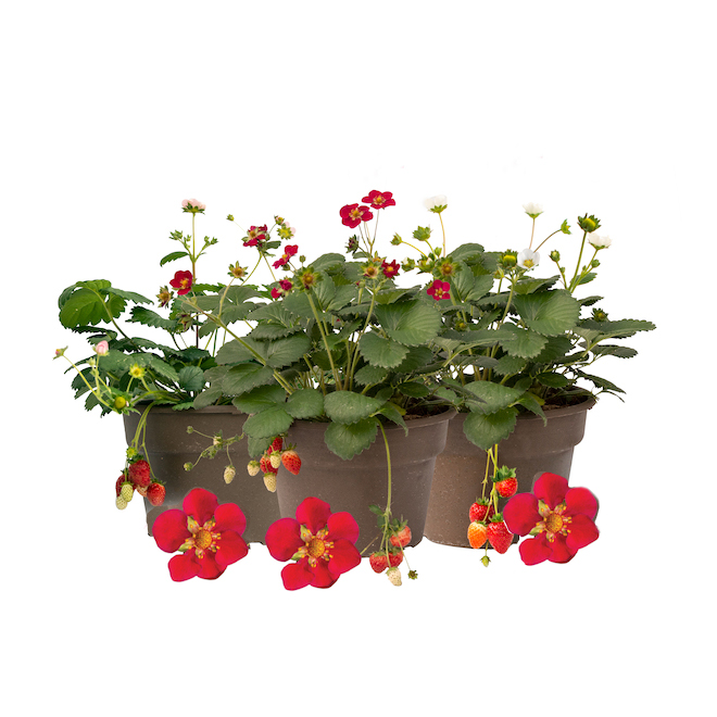Scarlett Belle Strawberry Plant - 2-Quart Pot