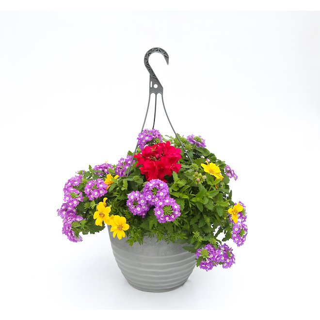 Lowe's Multicolor Moss Rose in 6-Pack Tray in the Annuals department at