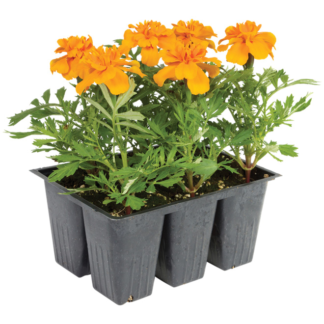 Annual Assortment Jumbo 6Pack LF6JBA RénoDépôt