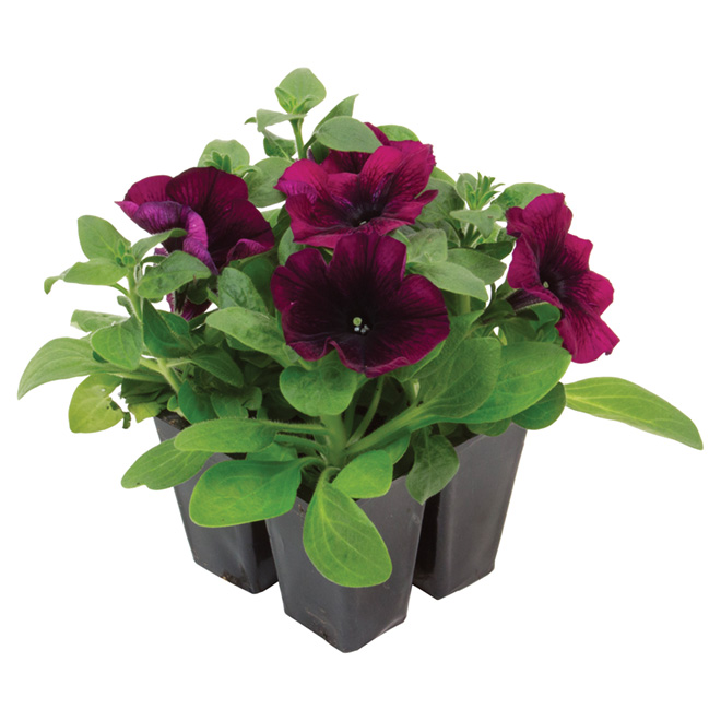 Devry Greenhouse Assorted Annuals Tray Of 4 Plants Various Colours 5503