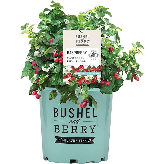 BUSHEL AND BERRY 5.5 In. Bushel and Berry Baby Cakes Blackberry Plant  HD2046 - The Home Depot