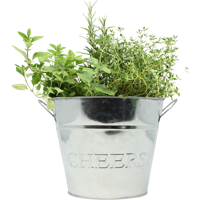 Devry Greenhouse Assorted Mixed Herbs, in 8-in Tin Bucket