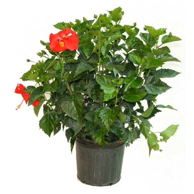 Tropical hibiscus - Rosa-sinensis - 10" - Red - Assorted