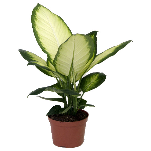 Costa Nursery Assorted Dieffenbachia 7 In Dt07 Loose Réno Dépôt 2934