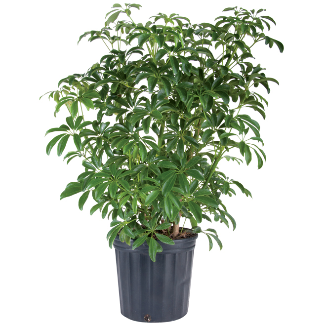 Plants - "Schefflera Capella" Bush