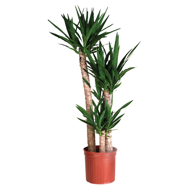 Plant - Yucca Cane Shrub