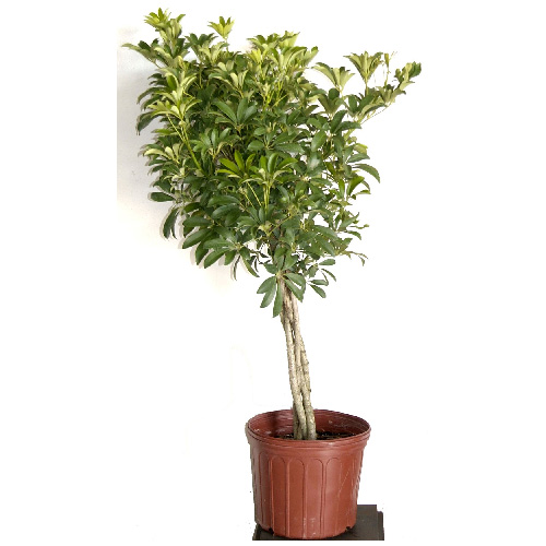 Costa Nursery Braided Arboricola Standard 10 In Grower Pot Ab11 Loose Réno Dépôt 