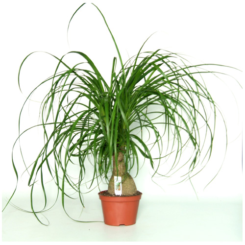 Ponytail Palm - 10'' Growing Pot