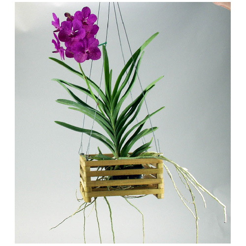 COSTA NURSERY Orchidée Vanda, pot de 4, couleurs assorties VA04-PACK6