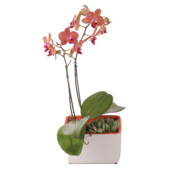 Costa Nursery Orchidée Avec Plante Succulente Pot En Plastique 35 Assorti Phal6ssq Réno Dépôt 