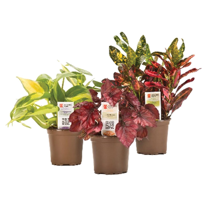 Assorted Indoor Plants - 4.8'' Pot