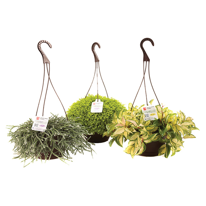 Hanging Basket Assorted Foliages 8-in