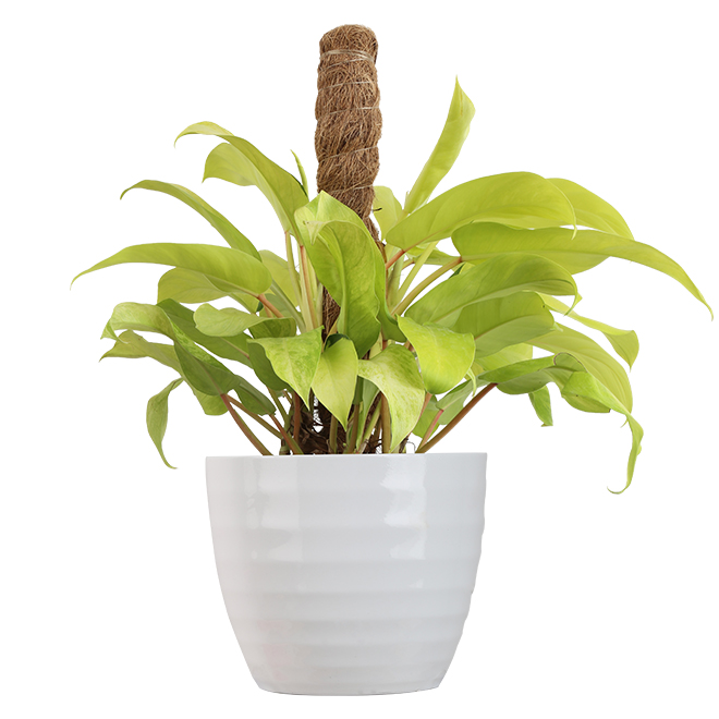 Foliera 8-inch Green Philodendron Tropical Plant in Hanging Basket