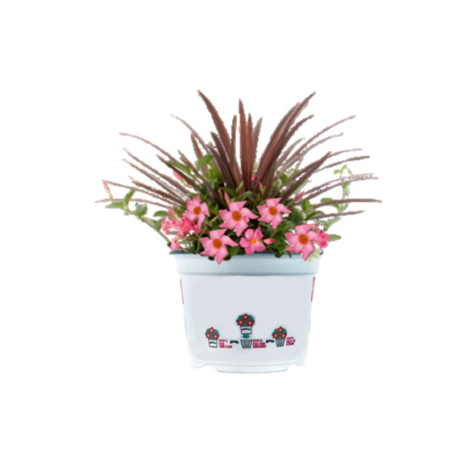COSTA NURSERY Fleurs tropicales, pot de patio de 10 po, assorti LWSPCOMB12  | Réno-Dépôt