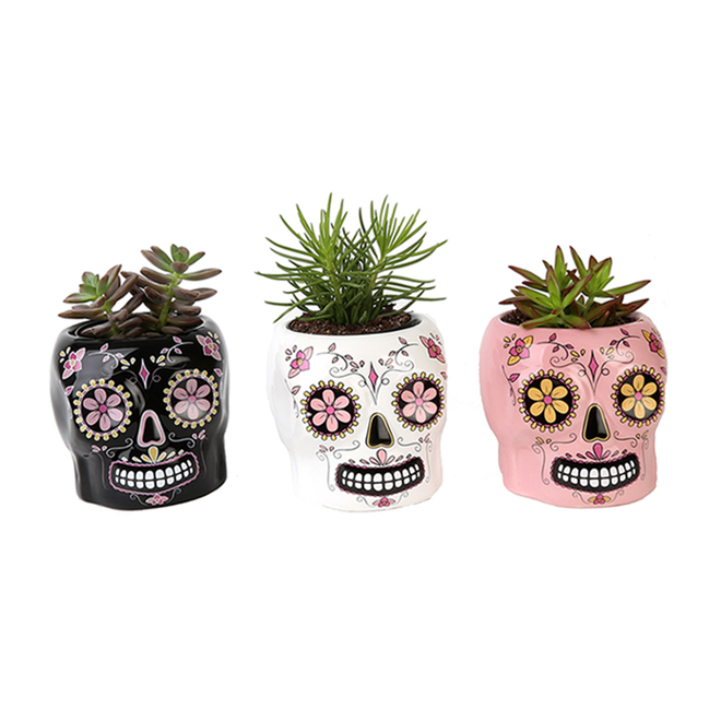 Costa Nursery - Succulent in Skull Pot - 4-in - Assorted