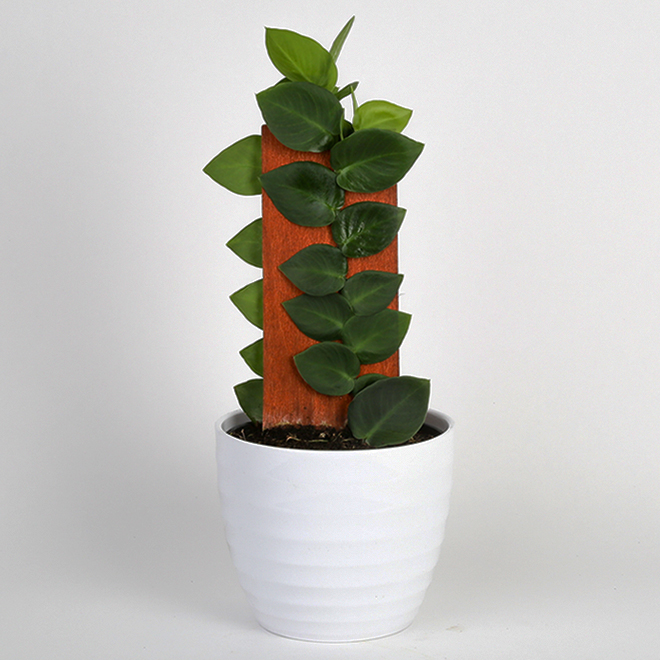 Costa Nursery Interior Plant Monstera Rhaphidophora Minima - 6-in Decorative Pot with Shingle