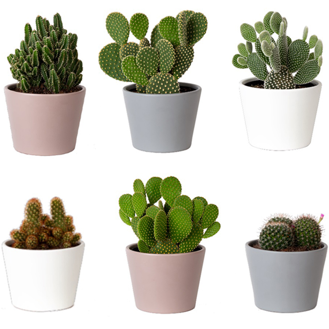 Costa Nursery Farms Assorted Cacti in 6-in Ceramic Pot