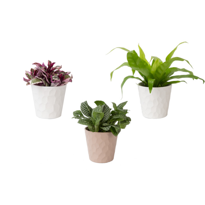 Costa Nursery Exotic Angel 4.8-in Assorted Plants in Ceramic Pot