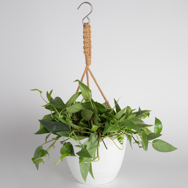 Exotic Angel 7-in White Ceramic Hanging Basket with Plant