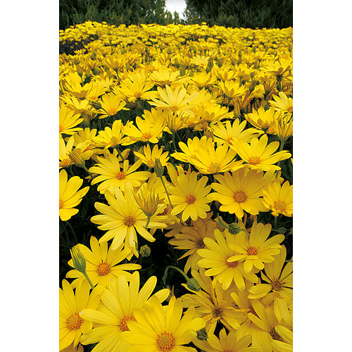 SERRES NOEL WILSON Fleurs annuelles assorties, pot de 4,5 po 43040 |  Réno-Dépôt