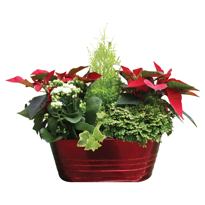 Serres Noël Wilson Poinsettia Arrangement - 6-in - Assorted Colours
