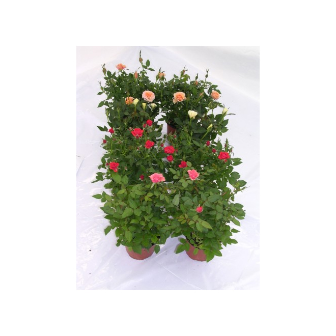 Mini Rose Bushes Assorted Colours 4'' F0219 RénoDépôt